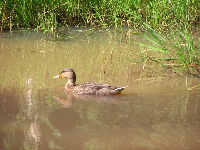 Home-grown duck