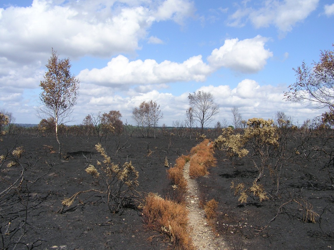 Thursley Common after the fire, July 2006